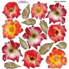 Folie Sospeso Trasparente- Red rose